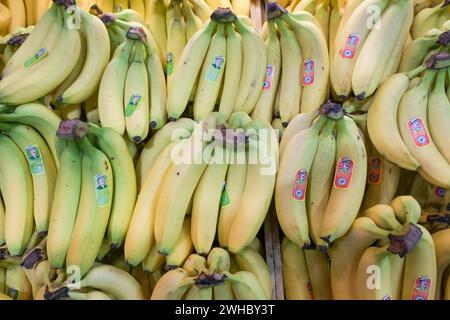 Berlin, Deutschland 07.- 09. Februar 2024: Fruit Logistica - 2024 im Bild: Bananen *** Berlin, Deutschland 07 09 Februar 2024 Fruit Logistica 2024 im Bild Bananen Copyright: XFotostandx/xReuhlx Stockfoto