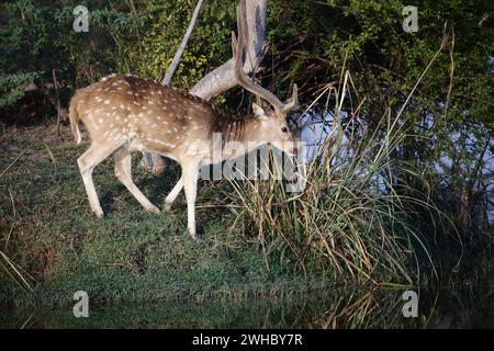 Hirsche an einem See Stockfoto
