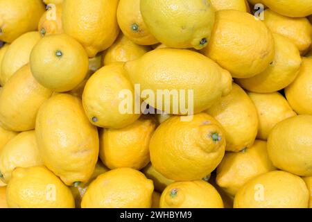 Berlin, Deutschland 07.- 09. Februar 2024: Fruit Logistica - 2024 im Bild: Zitronen *** Berlin 07 09 Februar 2024 Fruit Logistica 2024 im Bild Zitronen Copyright: XFotostandx/xReuhlx Stockfoto