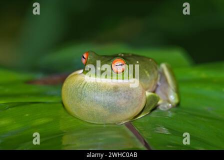 Quaken Stockfoto