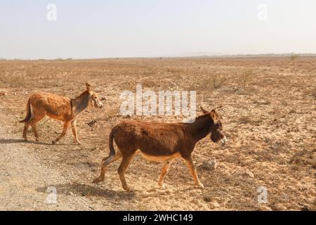 Afrika, Kap Verde Kapverden, Impressionen Sal Cabo Verde Ilhas :: Kapverdische Inseln :: Kapverdische Inseln, Ilhas de cabo verde. Urlaub, Boa Vista , *** Afrika, Kap Verde Kap Verde, Impressionen Sal Cabo Verde Ilhas Kap Verde Inseln Kap verde Inseln, Ilhas de cabo verde Urlaub, Boa Vista , Stockfoto
