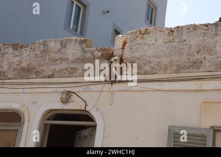 Afrika, Kap Verde Kapverden, Impressionen Sal Cabo Verde Ilhas :: Kapverdische Inseln :: Kapverdische Inseln, Ilhas de cabo verde. Urlaub, Boa Vista , *** Afrika, Kap Verde Kap Verde, Impressionen Sal Cabo Verde Ilhas Kap Verde Inseln Kap verde Inseln, Ilhas de cabo verde Urlaub, Boa Vista , Stockfoto