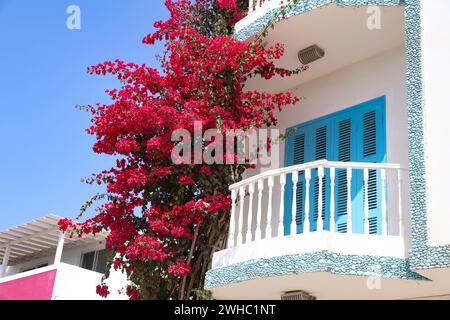 Afrika, Kap Verde Kapverden, Impressionen Sal Cabo Verde Ilhas :: Kapverdische Inseln :: Kapverdische Inseln, Ilhas de cabo verde. Urlaub, Boa Vista , *** Afrika, Kap Verde Kap Verde, Impressionen Sal Cabo Verde Ilhas Kap Verde Inseln Kap verde Inseln, Ilhas de cabo verde Urlaub, Boa Vista , Stockfoto
