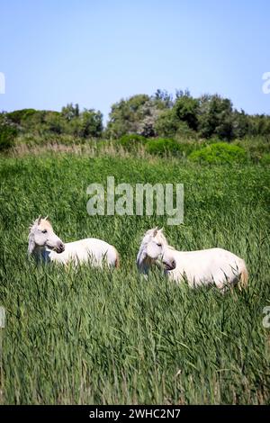 Wilde Camargue-Pferde, Frankreich Stockfoto