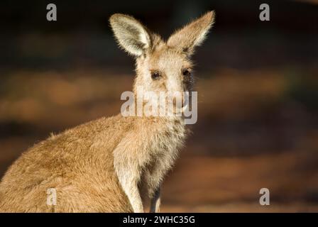 Kangaroo Nahaufnahme Stockfoto