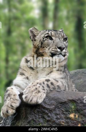 Snow Leopard auf einem Felsen Stockfoto