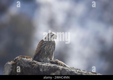 Kestrel, Falco Tinnunkulus, Hecht, Sikkim, Indien Stockfoto