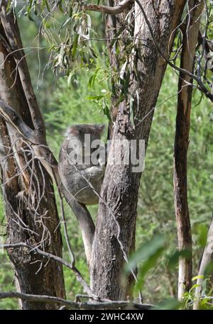 Koala im Baum Stockfoto