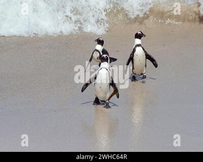 Afrikanischer Pinguin Spheniscus demersus, auch bekannt als Kappinguin oder Südafrikanischer Pinguin Stockfoto