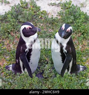 Afrikanischer Pinguin Spheniscus demersus, auch bekannt als Kappinguin oder Südafrikanischer Pinguin Stockfoto