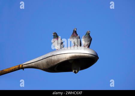 Drei Stadttauben auf einer Straßenlaterne, Winter, Deutschland Stockfoto