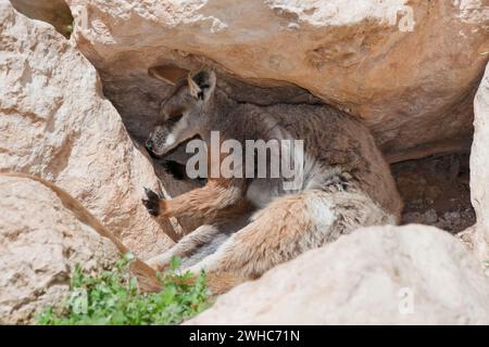 Yellow footed Rock Wallaby Stockfoto