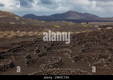 Typischer Trockenanbau auf Vulkanasche, Lava, Reben, Weinregion La Geria, Lanzarote, Kanarische Inseln, Spanien Stockfoto