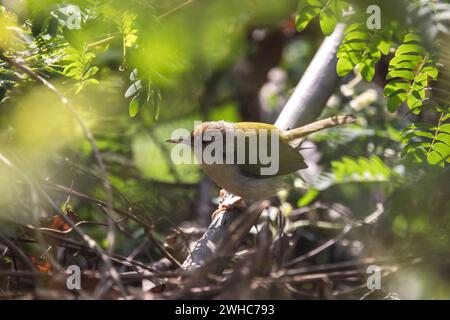 Gemeiner Taubenvogel, Orthotomus sutorius, Panna Tiger Reserve, Madhya Pradesh, Rajasthan, Indien Stockfoto