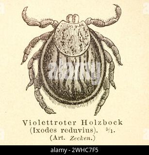 Historischer Holzstich, Illustration aus Meyers Enzyklopädie 4. Auflage 1889 und 1890, weibliche Zecke, Rizinuszecke (Ixodes ricinus) (alt Stockfoto