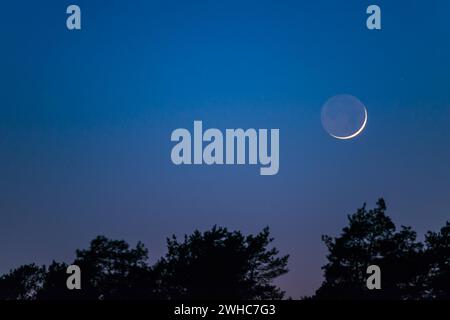 Sehr schmaler, feiner Halbmond mit sichtbarer Mondscheibe steht einen Tag nach dem Neumond über einem dunklen Nadelwald, Dämmerung, wolkenloser Himmel in Blau Stockfoto