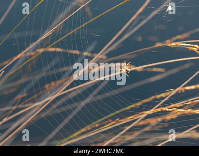 Kreuzspinne (Araneus) spinnt ein neues Netz zwischen Grashalmen, sichtbarer Spinnfaden auf dem Bauch, dunkler Moorsee im Hintergrund Stockfoto