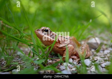 Agile Frosch (Rana dalmatina) im Gras, Chiemgau, Bayern, Deutschland Stockfoto