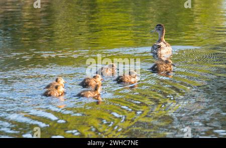 Eurasisches Petrol (Anas crecca), weiblich mit sieben Küken, schwimmt in einem Teich, der das Grün der Bäume und das Blau des Himmels reflektiert, Frühling Stockfoto