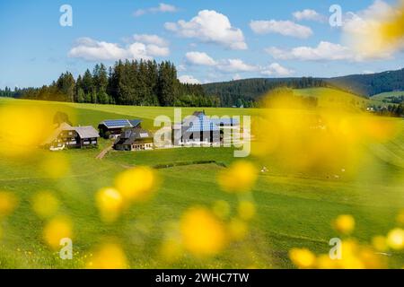 Alter Bauernhof und blühende Wiese, Oberfallengrundhof, bei Guetenbach, Schwarzwald, Baden-Württemberg, Deutschland Stockfoto