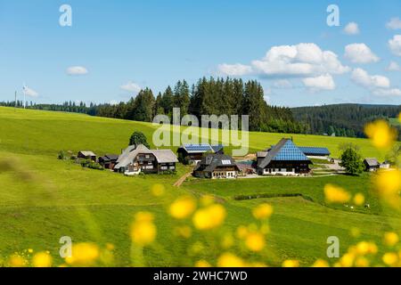 Alter Bauernhof und blühende Wiese, Oberfallengrundhof, bei Guetenbach, Schwarzwald, Baden-Württemberg, Deutschland Stockfoto