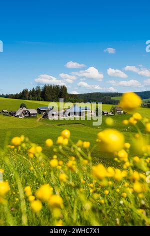 Alter Bauernhof und blühende Wiese, Oberfallengrundhof, bei Guetenbach, Schwarzwald, Baden-Württemberg, Deutschland Stockfoto