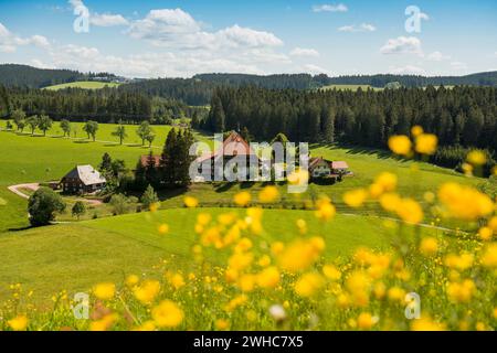 Alter Bauernhof und blühende Wiese, Oberfallengrundhof, bei Guetenbach, Schwarzwald, Baden-Württemberg, Deutschland Stockfoto