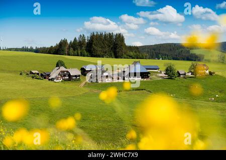 Alter Bauernhof und blühende Wiese, Oberfallengrundhof, bei Guetenbach, Schwarzwald, Baden-Württemberg, Deutschland Stockfoto