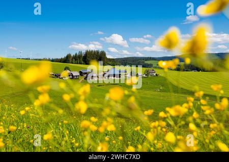 Alter Bauernhof und blühende Wiese, Oberfallengrundhof, bei Guetenbach, Schwarzwald, Baden-Württemberg, Deutschland Stockfoto