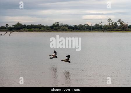 Ägyptische Gänse, die in einem Nationalpark über den See fliegen Stockfoto