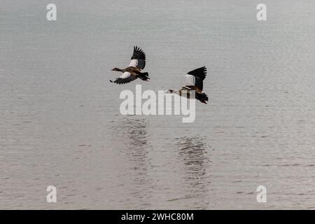 Ägyptische Gänse, die in einem Nationalpark über den See fliegen Stockfoto