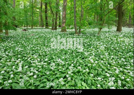 Naturnaher Laubwald mit blühendem Maultier (Allium ursinum), Niedersachsen, Deutschland Stockfoto