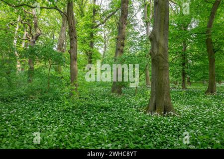 Naturnaher Laubwald mit blühendem Maultier (Allium ursinum), Niedersachsen, Deutschland Stockfoto