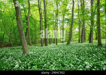 Naturnaher Laubwald mit blühendem Maultier (Allium ursinum), Niedersachsen, Deutschland Stockfoto