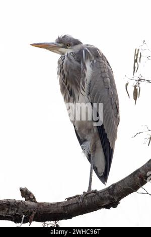 Graureiher (Ardea cinerea) unreife Unterbringung im Baum Norfolk Januar 2024 Stockfoto