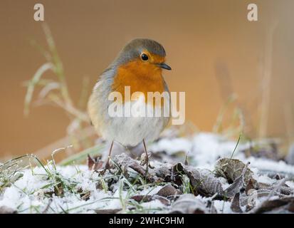 Europäische Robin (Erithacus rubecula), die im Dezember 2022 im Dinton Pastures Country Park, Berkshire, Vereinigtes Königreich, frostige Blätter füttern Stockfoto