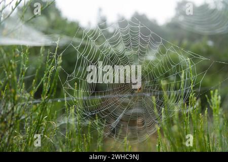 Spinnennetz am frühen Morgen mit Kreuzspinne in der Mitte, Blabjerg Plantage, Henne Kirkeby, Syddanmark, Dänemark Stockfoto