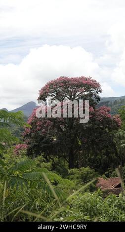 Ceiba speciosa, der Seidenbaum (früher Chorisia speciosa), in Brasilien bekannt als Paineira, eine Laubbaumarte, die in den tropischen und subtropischen Wäldern Südamerikas beheimatet ist. In Bolivien wird er Toborochi genannt, was „Zufluchtsbaum“ oder „schützender Baum“ bedeutet. Stockfoto