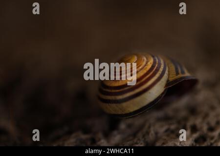 Kleine Schneckenschale in Gelb- und Brauntönen liegt auf einem farblich passenden Tuff-Hintergrund, Bayern Stockfoto