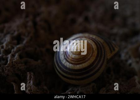 Kleine Schneckenschale in Gelb- und Brauntönen liegt auf einem farblich passenden Tuff-Hintergrund, Bayern Stockfoto