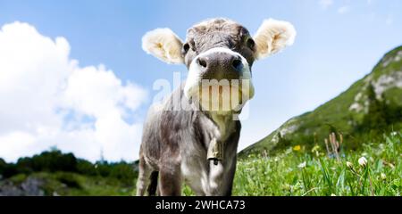 Junge Kuh auf einer Almweide Stockfoto