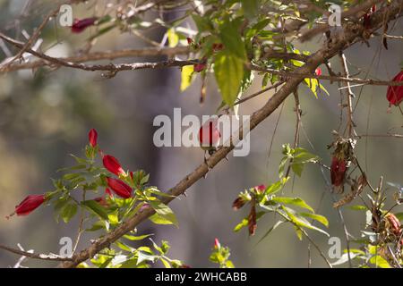 Crimson Sunbird, Aethopyga siparaja, Uttarakhand, Indien Stockfoto