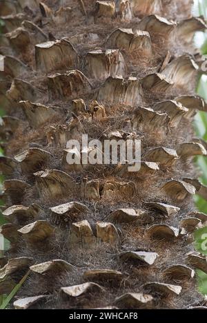 Kofferraum einer europäischen Fächerpalme (Chamaerops humilis), Nahaufnahme, Botanischer Garten, Erlangen, Mittelfranken, Bayern, Deutschland Stockfoto