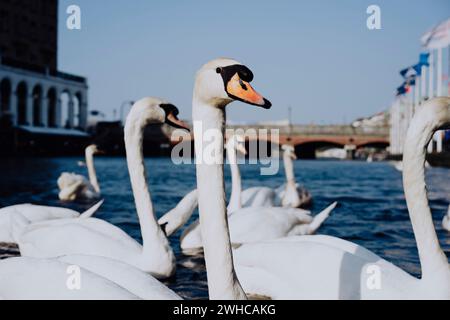 Weiße Schwäne schwimmen auf der Alster Canal in der Nähe der City Hall in Hamburg. Stockfoto