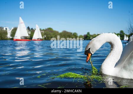 Wunderschöner süßer weißer Gnadenschwan an einem sonnigen Tag auf der Alster. Weiße Segelboote im Hintergrund. Hamburg, Deutschland. Stockfoto