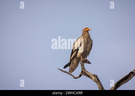 Ägyptischer Geier, Neophron percnopterus, Desert National Park, Jaisalmer, Rajasthan, Indien Stockfoto