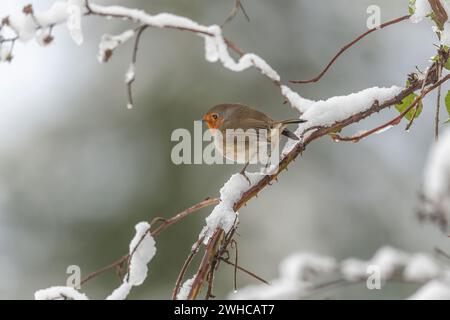 Robin thronte im Winter in Schottland auf einem verschneiten Ast Stockfoto