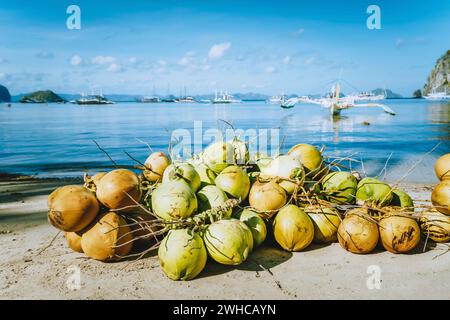 Zweig von frischen Kokosnussfrüchten am Corong-Strand in El Nido, Palawan, Philippinen. Stockfoto