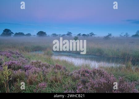 Wunderschöner ruhiger, nebeliger Sonnenaufgang über dem Sumpf Stockfoto