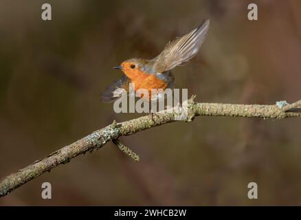 Robin, fliegend von einem Ast, aus der Nähe, in einem Wald, in Schottland Stockfoto